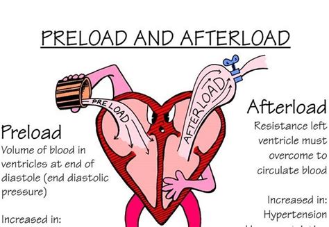 lv afterload|preload vs afterload heart.